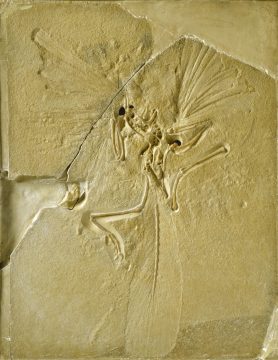 Main slab of rare fossil 'dinobird' and earliest bird found in the Upper Jurassic of Solenhofen in Germany, now on display at The Natural History Museum, London. Known also as the London Archaeopteryx.