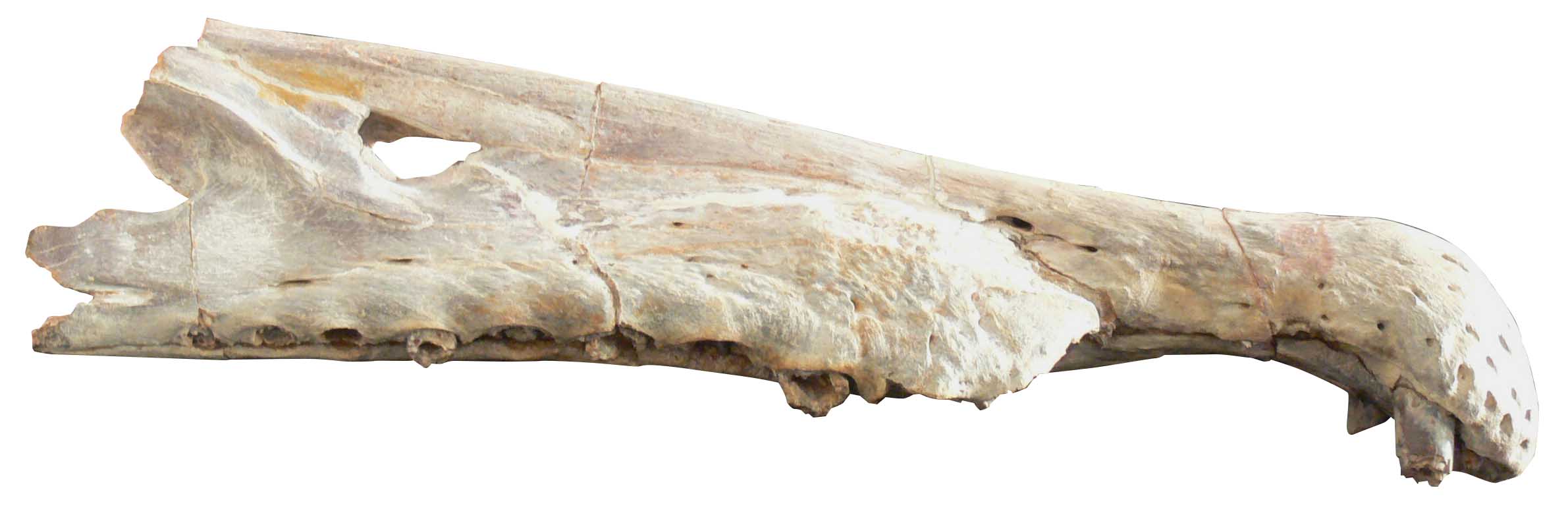 ③スピノサウルス実物化石：写真提供：ミラノ市立自然史博物館