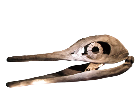 ③ショニサウルスの頭骨（所蔵：北九州市立自然史・歴史博物館）