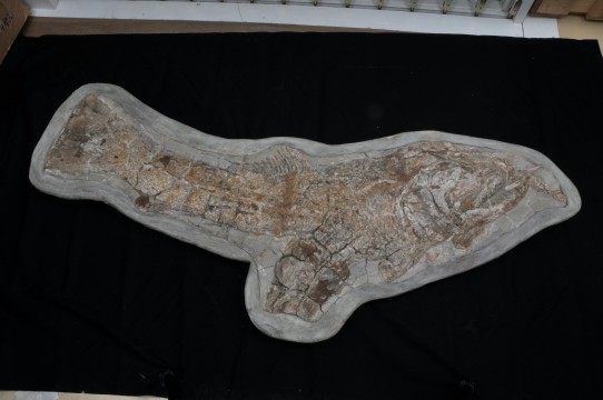 ④カラモプレウルスとクラドキクルス（所蔵：北九州市立自然史・歴史博物館）