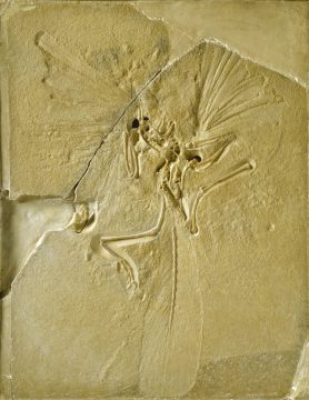 Main slab of rare fossil 'dinobird' and earliest bird found in the Upper Jurassic of Solenhofen in Germany, now on display at The Natural History Museum, London.  Known also as the London Archaeopteryx.