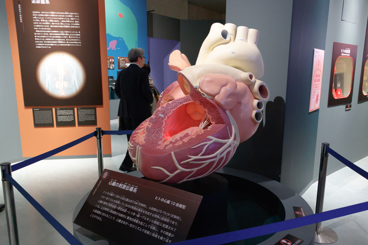 National Science Museum Special Exhibition Human Body Challenge To   0312 0633 