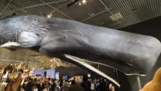 特別展「大哺乳類展2ーみんなの生き残り作戦」 @ 国立科学博物館