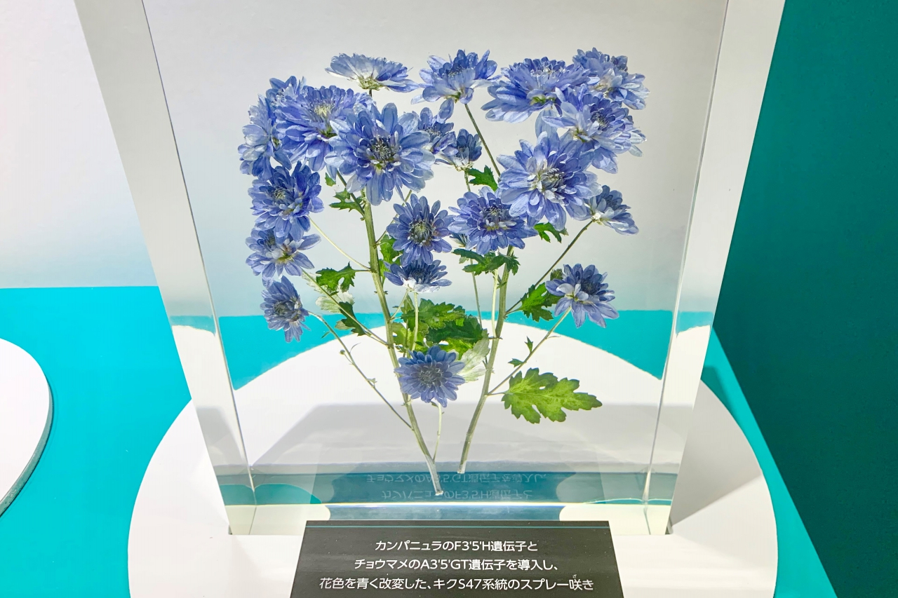 ロングセラー - errer 葉脈 植物標本 植物標本 ハーバリウム ...