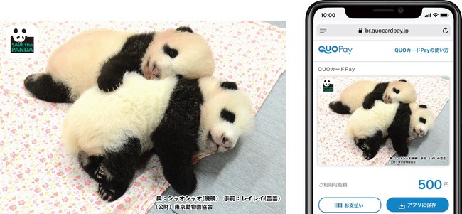 上野動物園 双子の赤ちゃんパンダ誕生記念！ 「シャオシャオu0026レイレイ」オリジナルデザインQUOカードPay 新発売！ |  上野エリアの観光、博物館、美術館、店舗に関する情報満載のアプリ：ココシル上野